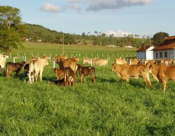 Epamig firma parceria com a empresa Carapreta para pesquisas com forrageiras no semiárido mineiro