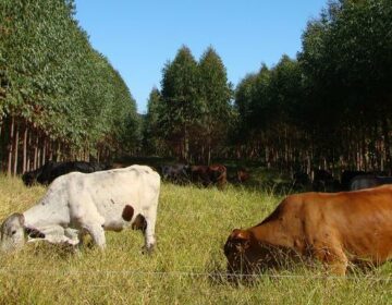 Setor agropecuário discute formas de redução dos impactos das mudanças climáticas na agricultura