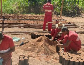 Detentos produzem mudas que vão levar mais verde às ruas de Teófilo Otoni