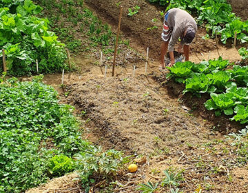 PJF produz diagnóstico socioprodutivo de Agricultura, Pecuária, Agroindústria e comércio de gêneros alimentícios na Vila Almeida