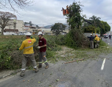 PJF dá sequência às podas de árvores na Av. Brasil