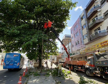 Com ações preventivas, Prefeitura supera o número de podas de árvores de 2021