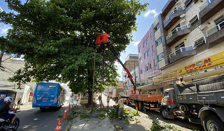 Com ações preventivas, Prefeitura supera o número de podas de árvores de 2021