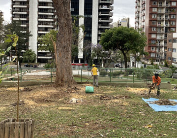 Prefeitura segue com as podas e cortes de árvores na praça Melquita