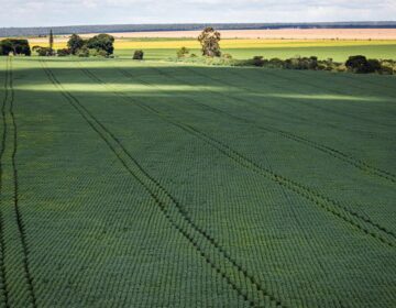 Produtores querem mostrar sustentabilidade da agropecuária na COP27