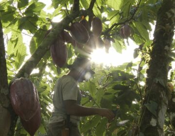 História do cacau produzido na Bahia é tema do Caminhos da Reportagem