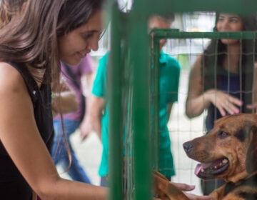 Canil Municipal promove adoção de Cães neste sábado, 14, no Parque Halfeld