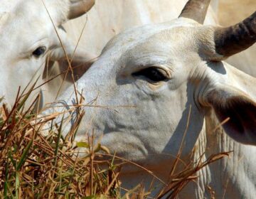 Ministério da Agricultura investiga suspeita de vaca louca