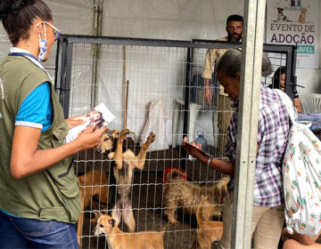 Canil Municipal promove adoção de pets e vacinação antirrábica neste sábado, 25, no Parque Halfeld