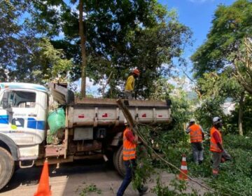 Prefeitura realiza quase cem podas preventivas de árvores nos últimos cinco dias