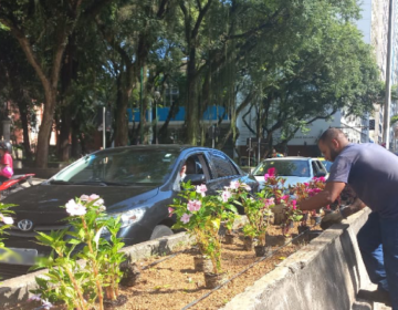 Prefeitura realiza plantio de flores nos canteiros centrais da Avenida Rio Branco