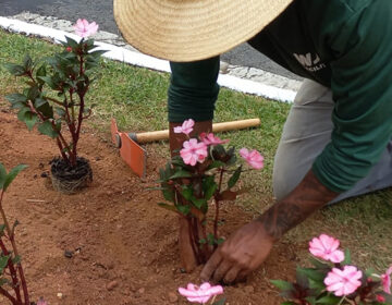 Canteiro da Avenida Rio Branco recebe plantio de mudas