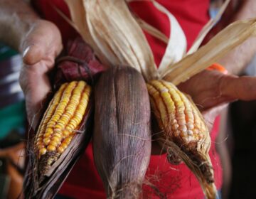 Produção sustentável de alimentos depende da reforma agrária, diz MST