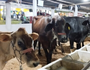 Inicia nesta quinta, 22, o  18º Torneio Leiteiro de Penido, com shows, competição leiteira e cavalgada