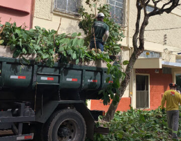 PJF realiza mais de 30 podas de árvores em diversos pontos da cidade em dois dias