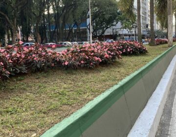 PJF avança na revitalização dos canteiros centrais da Avenida Rio Branco