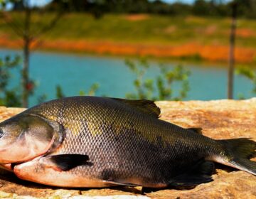 Consumo de pescado cresce 65% no Brasil desde 2004