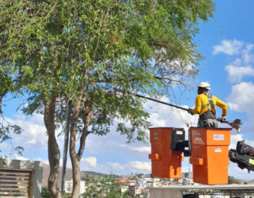 PJF realiza mais de 600 podas de árvores no mês de agosto