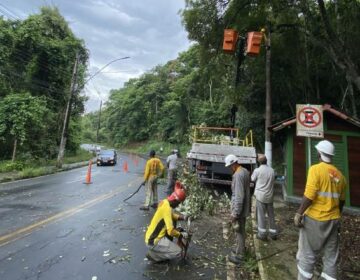 Prefeitura realiza ações preventivas em árvores da Estrada Engenheiro Gentil Forn