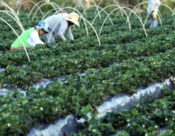 Plataforma do Desenrola renegociará dívidas de agricultores familiares