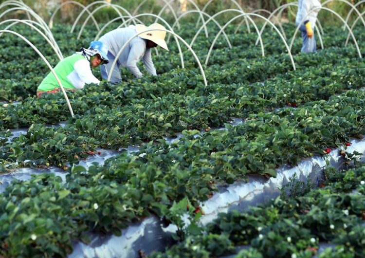 Plataforma do Desenrola renegociará dívidas de agricultores familiares