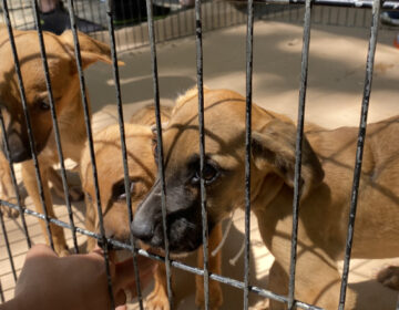 Dezessete animais ganham novo lar em evento do Canil Municipal