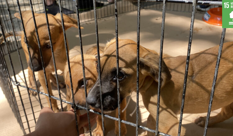 Dezessete animais ganham novo lar em evento do Canil Municipal