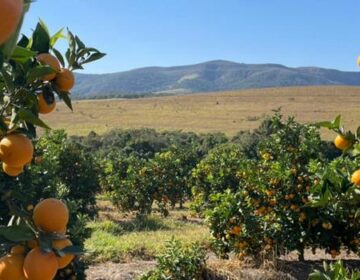 Produtores apostam na citricultura de montanha e formam novo polo de produção em Minas Gerais