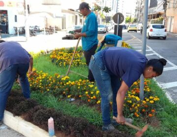 Prefeitura intensifica cuidados com os canteiros da cidade