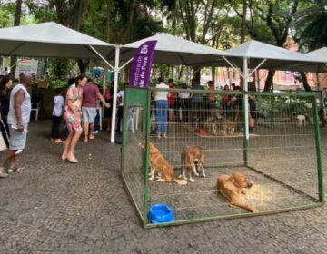 Cerca de 12 pets ganharam novo lar no primeiro evento de adoção do ano