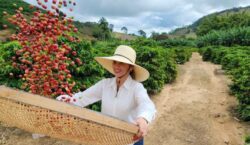 Dia Mundial do Café: cafeicultura transforma vidas em Caratinga, no…