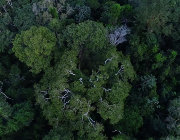 BNDES anuncia entidades escolhidas para recuperar floresta amazônica