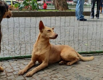 Parque Halfeld recebe evento de adoção responsável neste sábado, 13