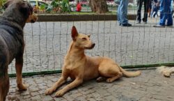 Cerca de 383 animais foram adotados no Canil Municipal em 2024