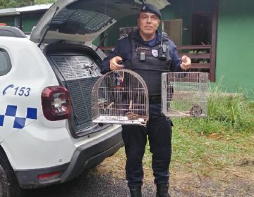 Guarda já recolheu 170 animais silvestres em 2024