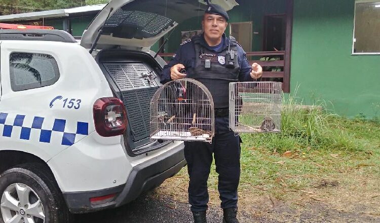 Guarda já recolheu 170 animais silvestres em 2024