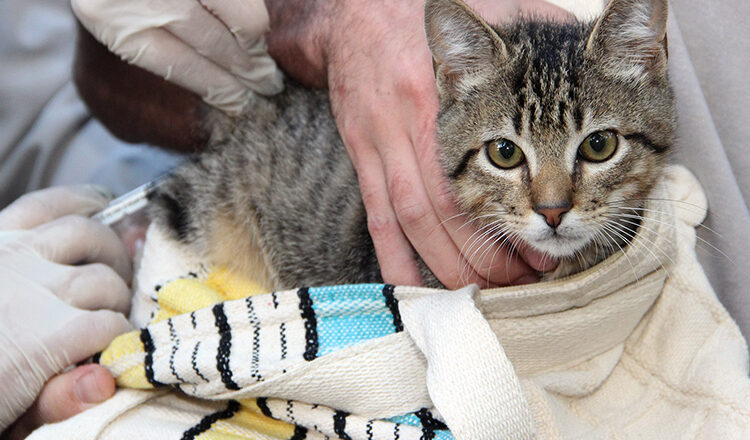 Mais de 4.700 animais são vacinados na 2ª etapa da Campanha de Vacinação Antirrábica Animal na Zona Urbana