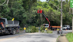 PJF intensifica ações de poda preventiva de árvores em toda…