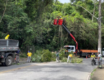 PJF intensifica ações de poda preventiva de árvores em toda a cidade