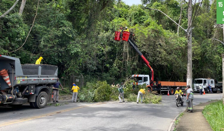 PJF intensifica ações de poda preventiva de árvores em toda a cidade