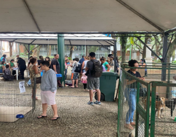 Cerca de 85 pets foram microchipados e 11 foram adotados em evento do Dia Nacional dos Animais