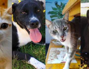 Dia Nacional dos Animais: Secretaria do Bem-Estar Animal promove ações no Canil Municipal e no Parque Halfeld