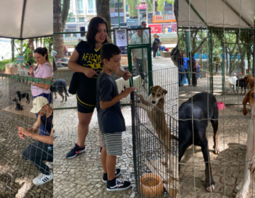 Prefeitura realiza mais um evento de adoção do Canil Municipal no Parque Halfeld neste sábado, 31