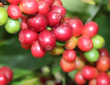 Exportações de produtos agropecuários atingem 46,8% do total do estado