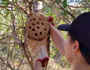 Governo de Minas protege abelhas solitárias e ajuda a conservar a biodiversidade em Belo Horizonte