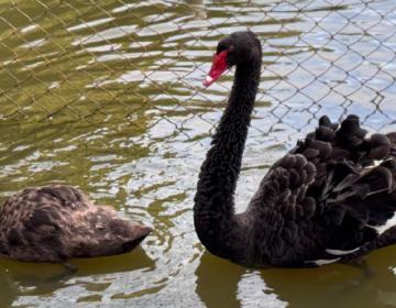 Dois novos cisnes negros passam a integrar fauna do parque do Museu Mariano Procópio