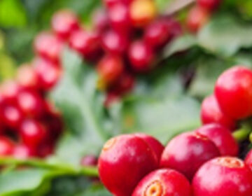 Exportações do agronegócio mineiro crescem 18% no primeiro semestre