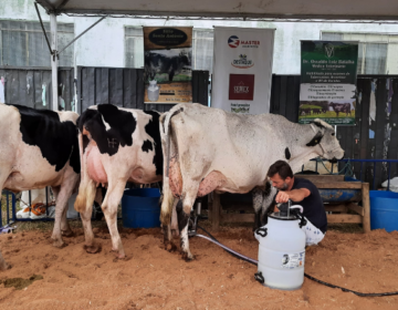 XII Agrofest e 9° Torneio Leiteiro de Vila Almeida finaliza circuito de eventos com música boa e competição leiteira