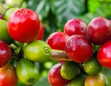 Exportações do agronegócio mineiro crescem 17% no período de janeiro a julho