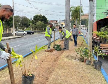 Empav realiza o plantio de mais de 2.500 mudas de flores na avenida JK